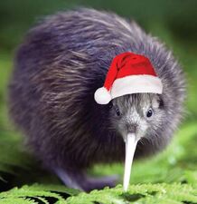 Kiwi with Santa hat